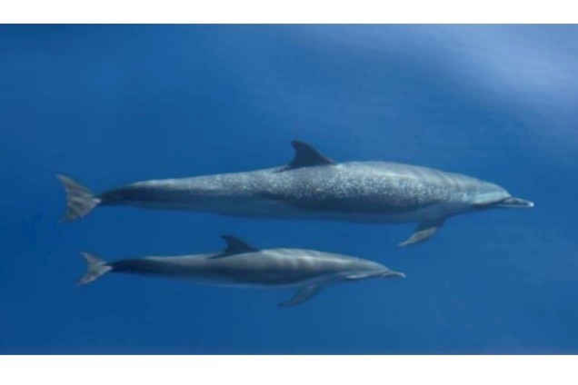 Eight Species Spotted! Successes of the 2023 CCS Whale and Dolphin Expedition