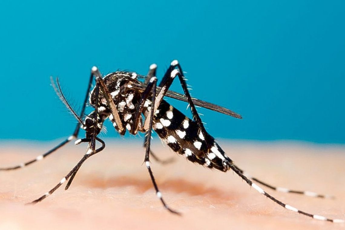  CPS urges residents to help  prevent mosquito breeding