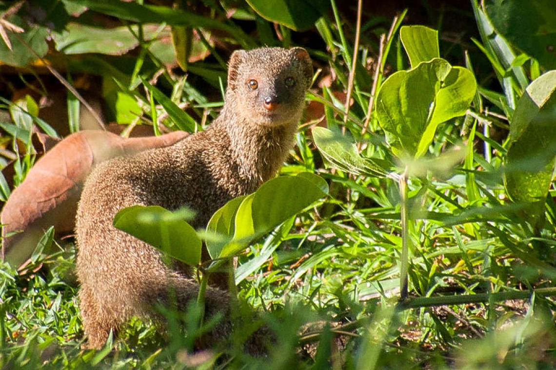 Stories of St. Martin: Three Wildlife Stories