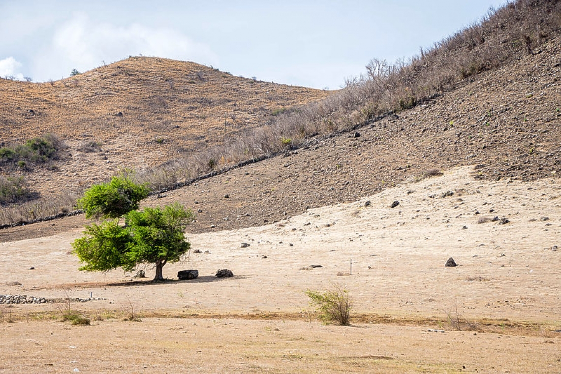 Three Plant Stories: Stories of St. Martin 