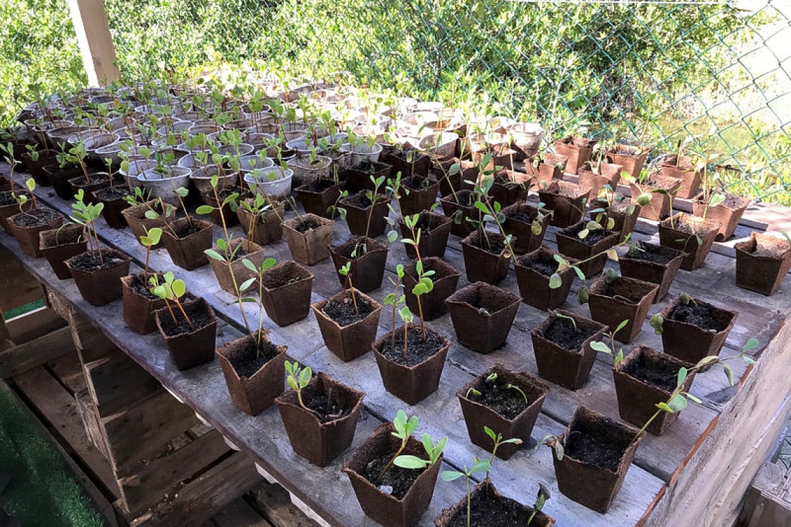  Schools assist in Réserve Naturelle’s  mangrove, sea grape re-planting project