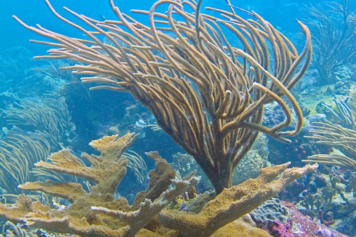       Nature Foundation, IHE Delft Institute  launch competition to protect coral reefs