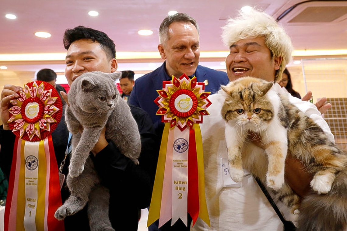 Fancy felines hit Hanoi for first ever cat show