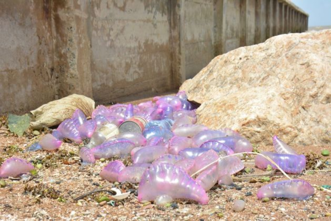 Venomous creatures coming  ashore at Georgetown seawall