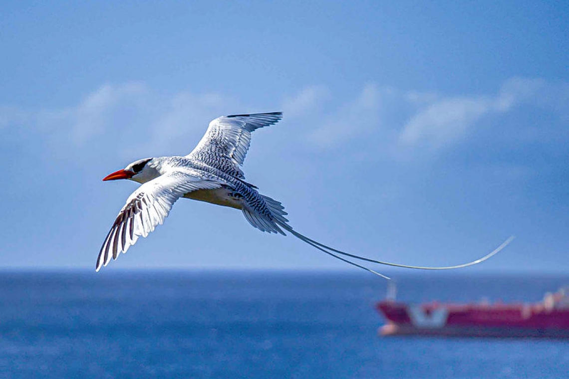 STENAPA designates March  Red-billed Tropicbird Month