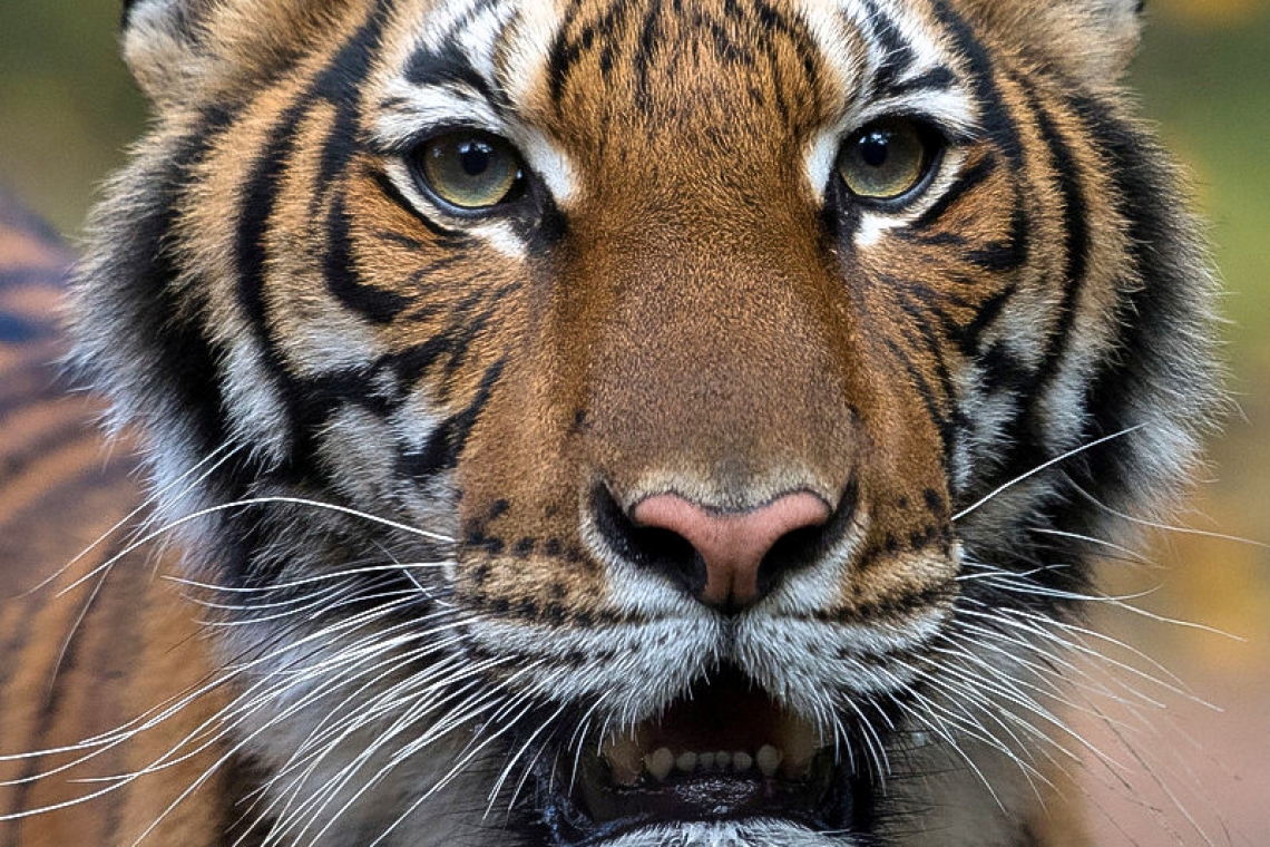 Tiger at New York's Bronx Zoo  tests positive for coronavirus