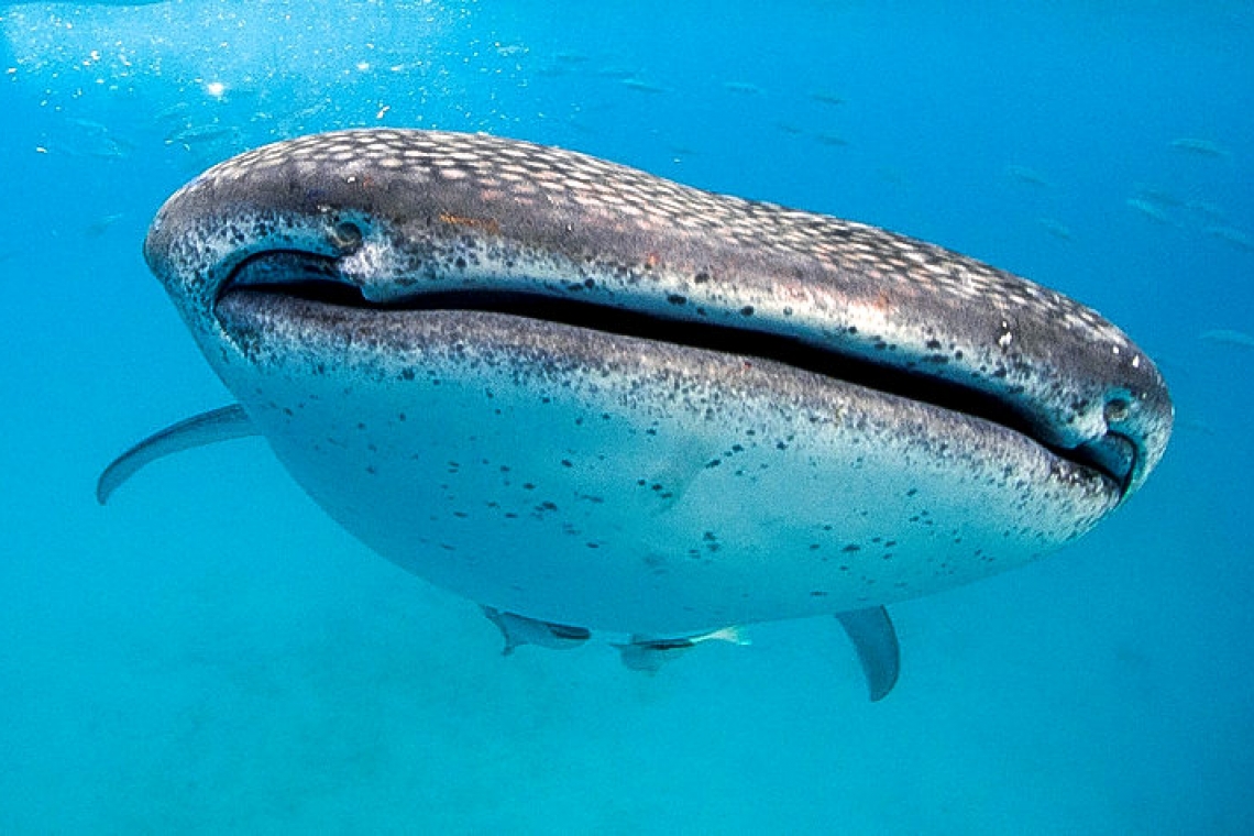 Atomic bombs and whale sharks: How  to calculate age of world's largest fish