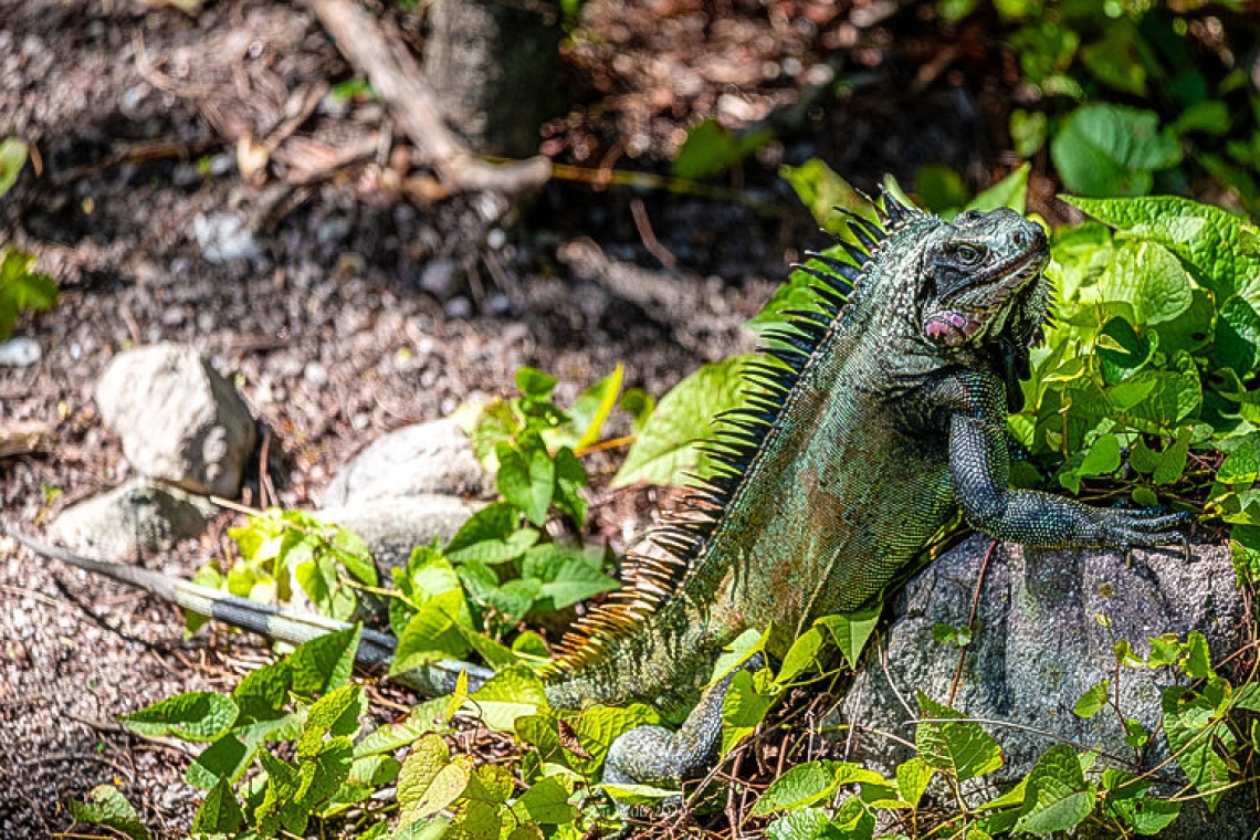 Saba’s black iguana now declared endemic