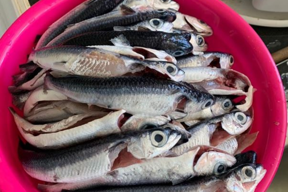 Gros Islet fishermen make 1st major  flying fish catch in over a decade   