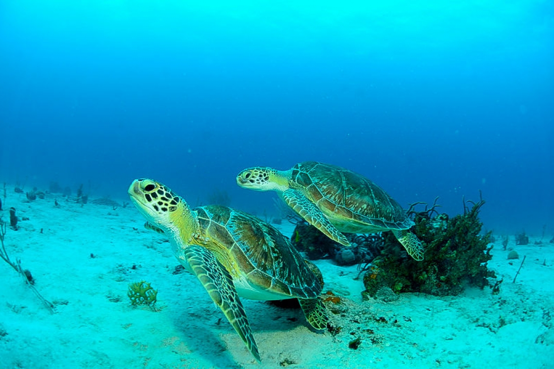 Sea Turtles of SXM!