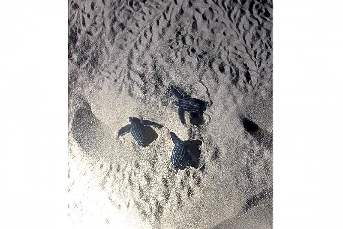 Sea Turtle Nesting on St. Maarten