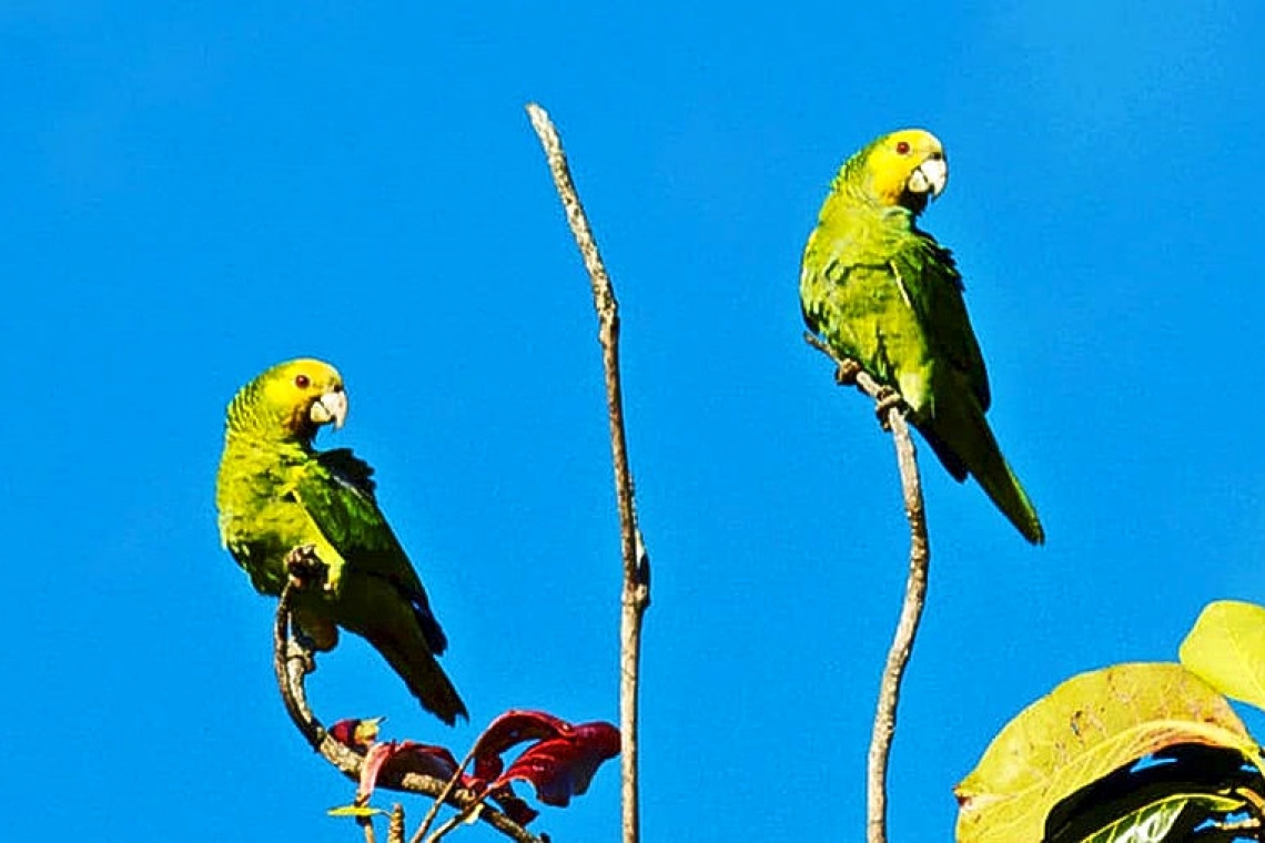     DCNA calls to report sightings in natural world of Dutch Caribbean