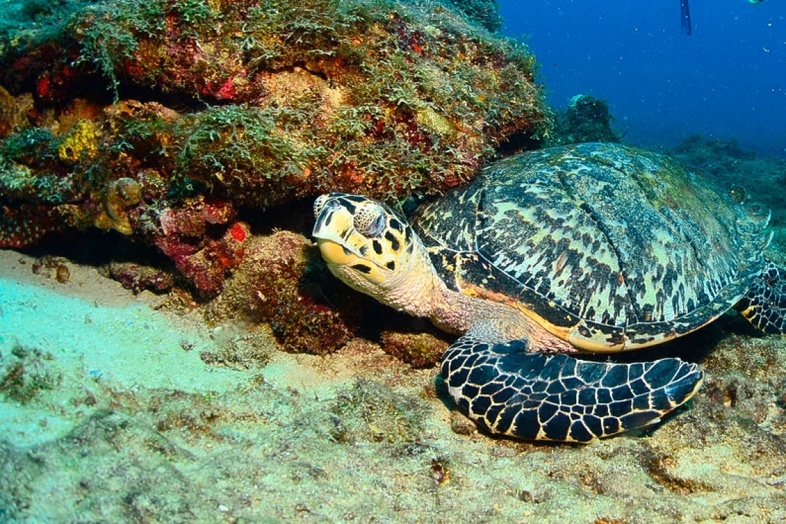 Know your Island’s Sea Turtles – Part 1 of 2