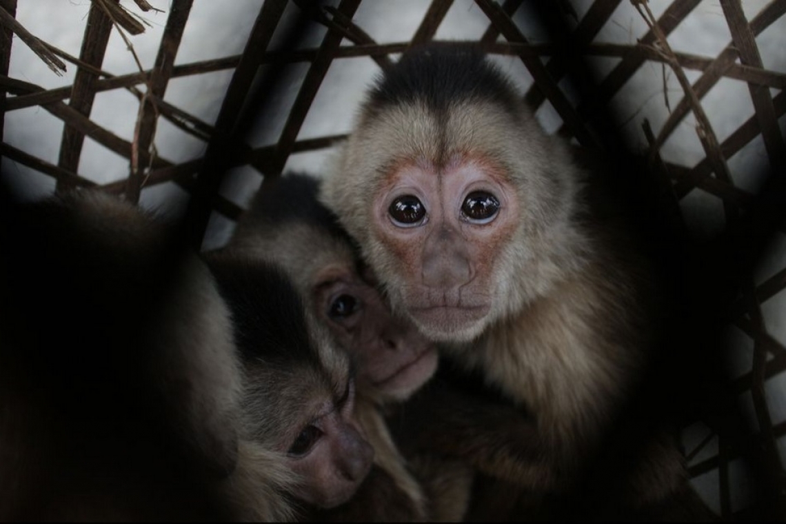 Venezuelan held as monkeys,  parrots and a macaw rescued