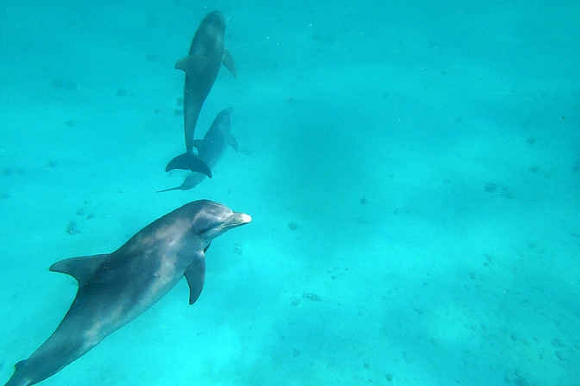 The fascinating dolphins found in our waters!