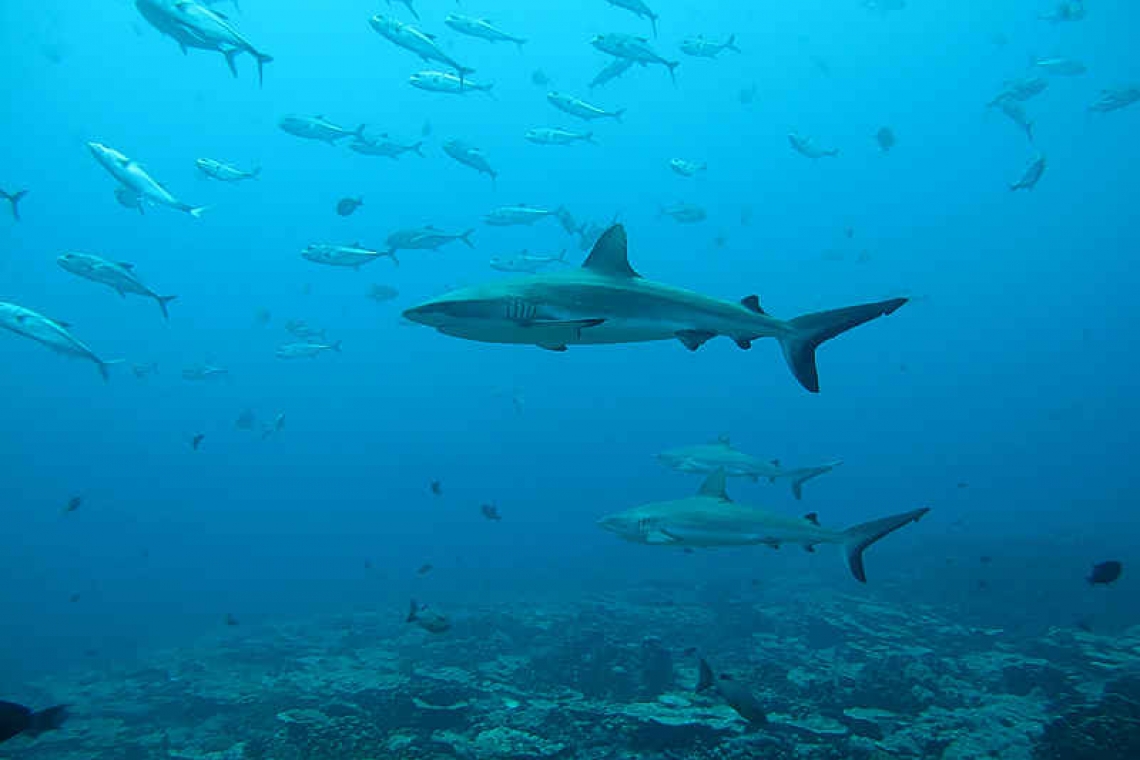 Study reveals surprising social networks of sharks