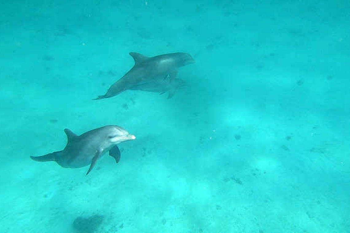 The Bottlenose Dolphin: intelligent, and friendly!