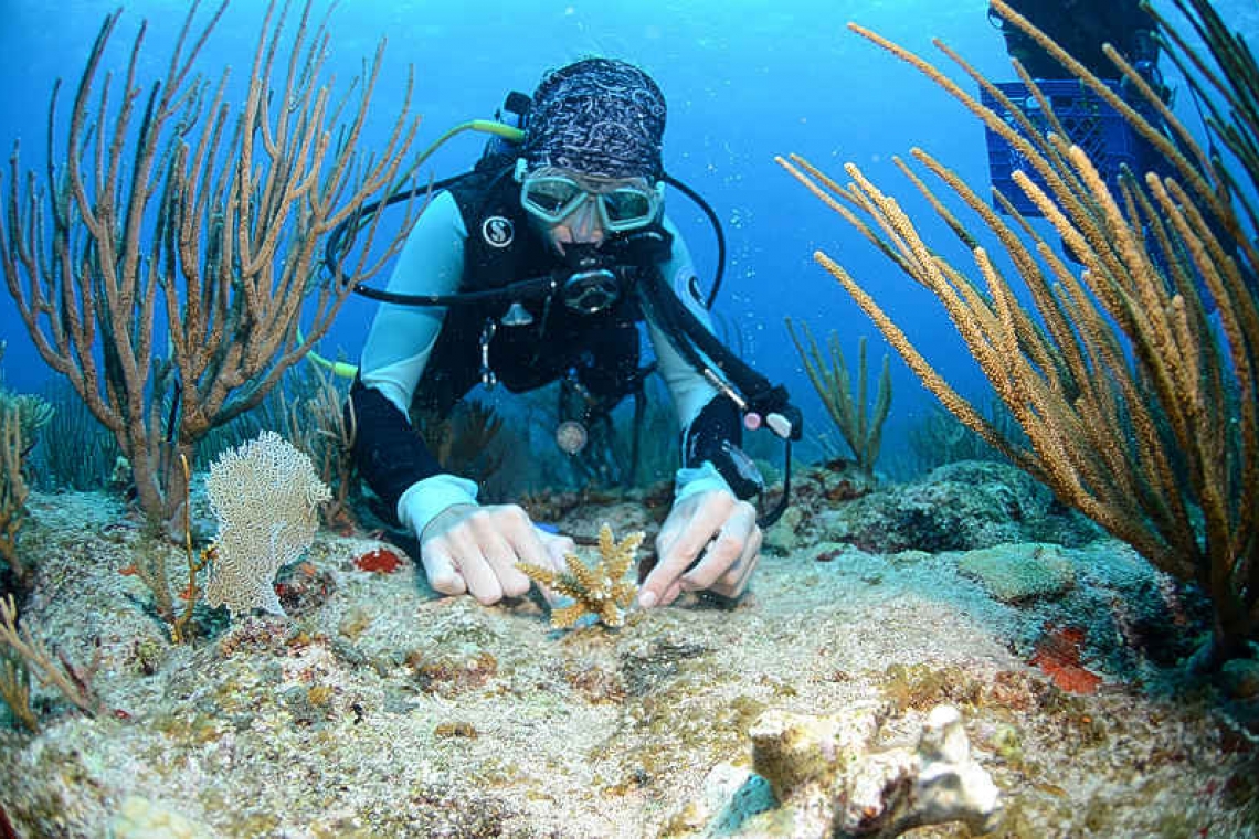 Restoration: more coral  fragments outplanted