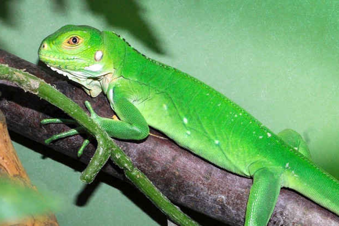 Statia iguana born  at Rotterdam Zoo