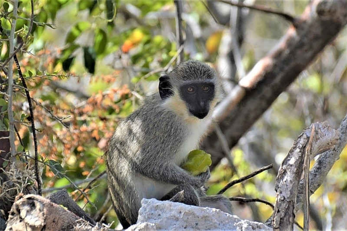 Nature Foundation researching  solutions for invasive monkeys   