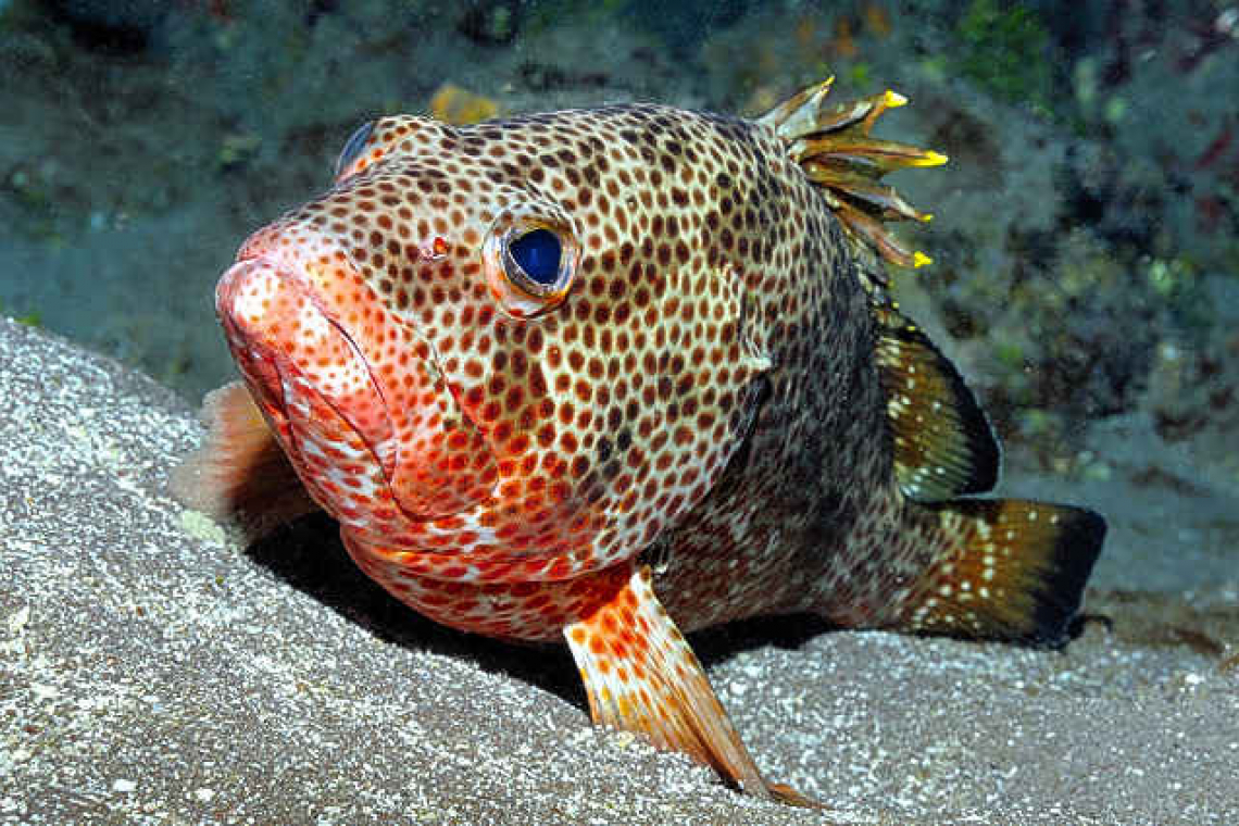       Protecting Saba Bank’s red hind  and queen triggerfish populations   