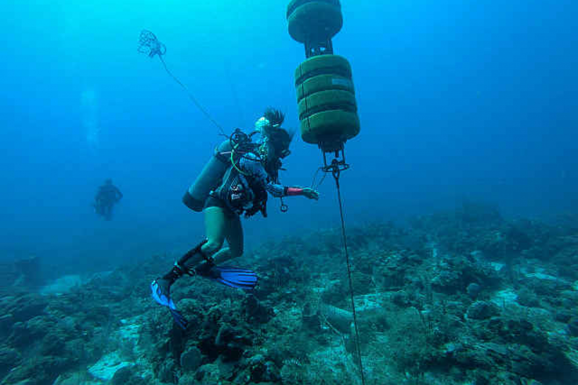 Using sound to track marine  mammals in the Saba Bank