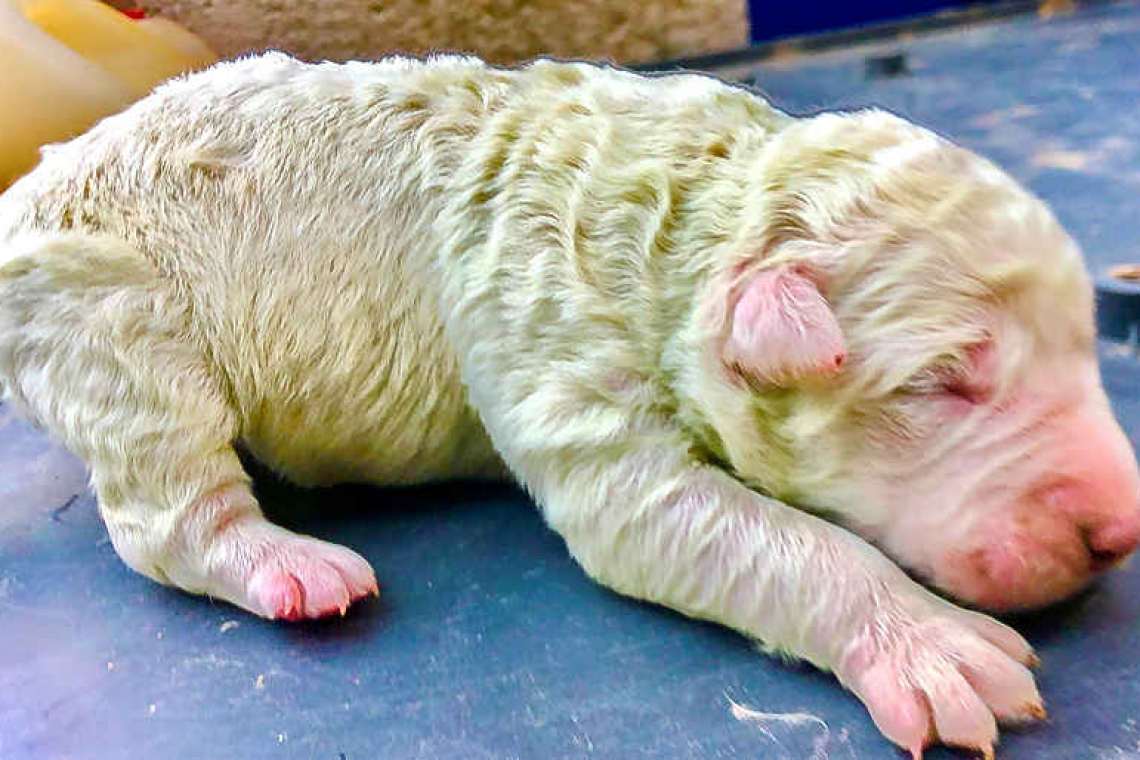 Unfur-gettable: Puppy with green fur born in Sardinia