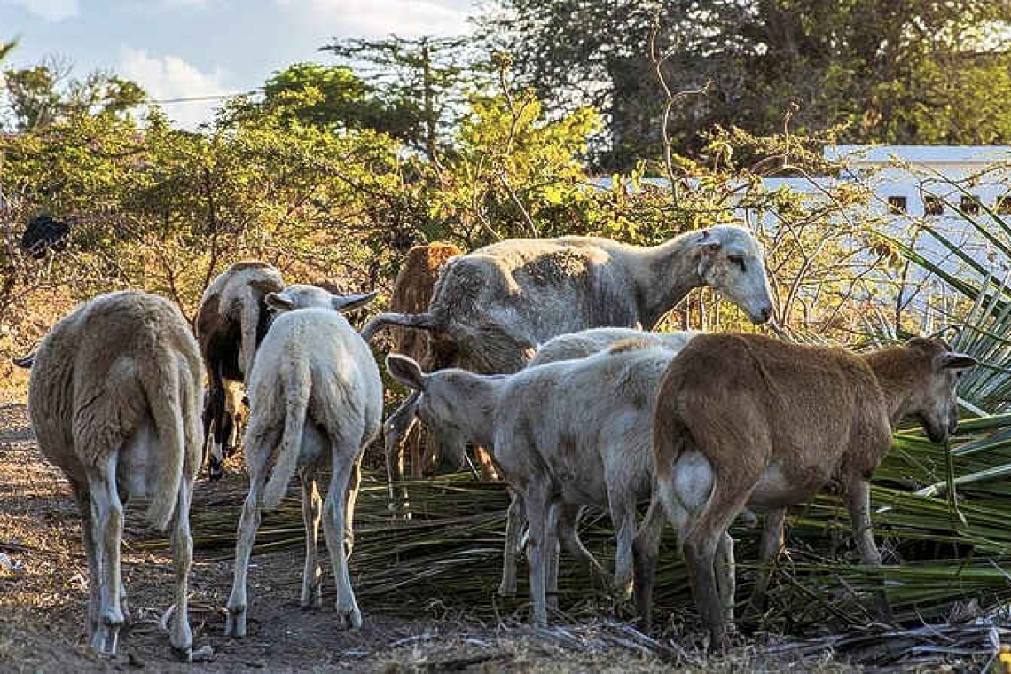 Grace period of six weeks to remove  loose roaming livestock from Statia