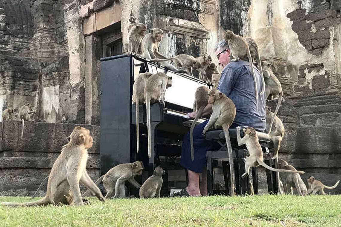 Pianist's velvety tones soothe Thailand's hungry monkeys