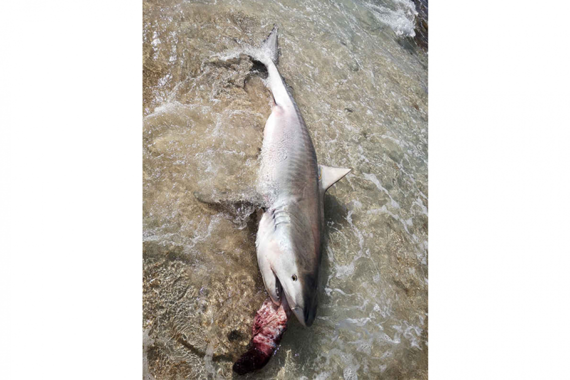 Tagged tiger shark found  dead on Plum Bay Beach