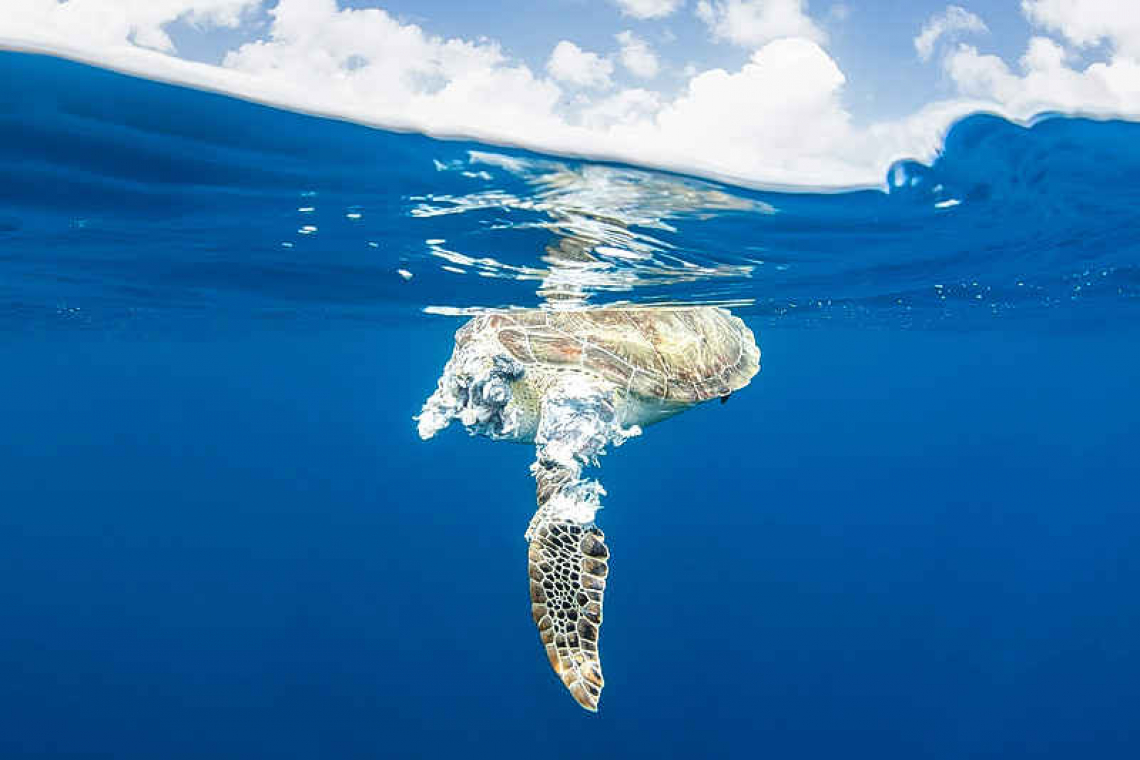 Speeding boats have increased fatal strikes to protected Sea Turtles, Nature Foundation urges caution