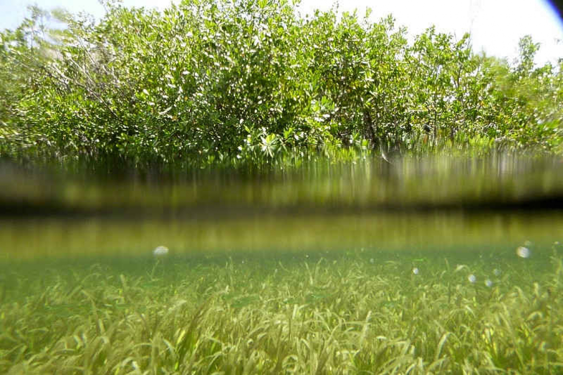 Mangroves benefit all of us!