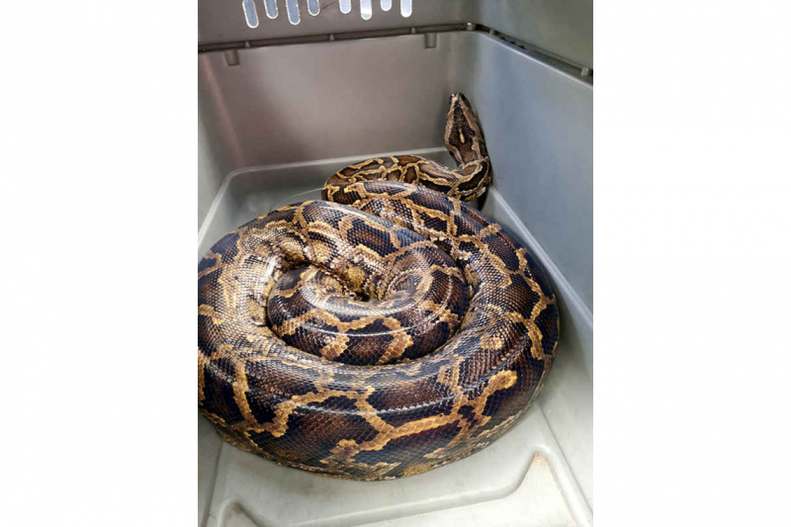 Nature Foundation says python is a  threat to St. Maarten’s native species 