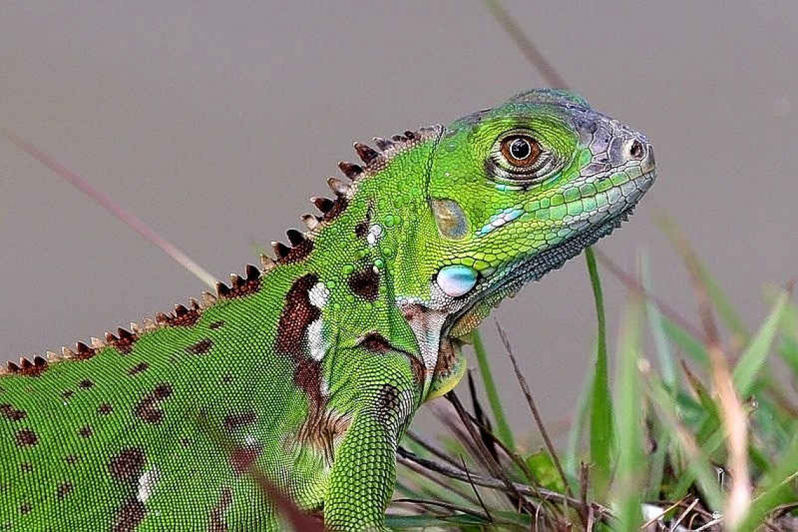 Adopt a proactive attitude towards non-native Green iguana biosecurity