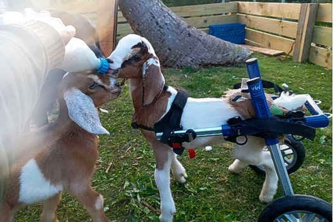 ‘Wheely’ good news  for baby goat Bowie