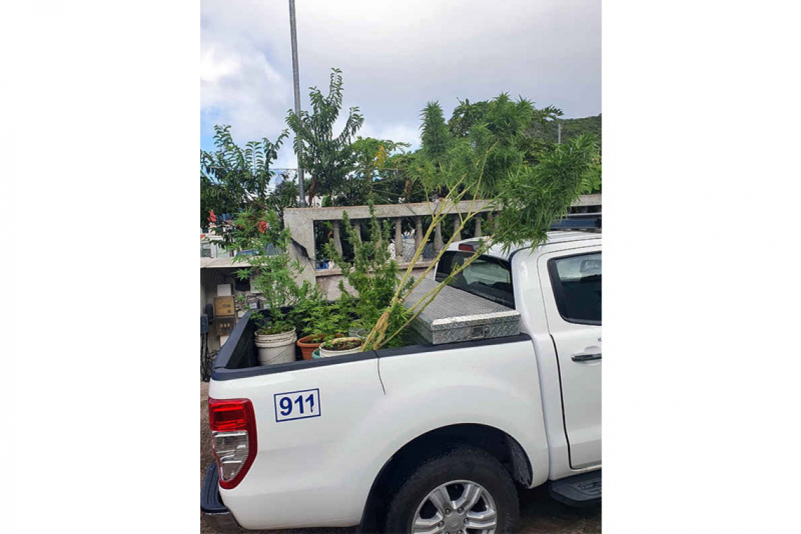 Cannabis plants found  in yard of Saba home