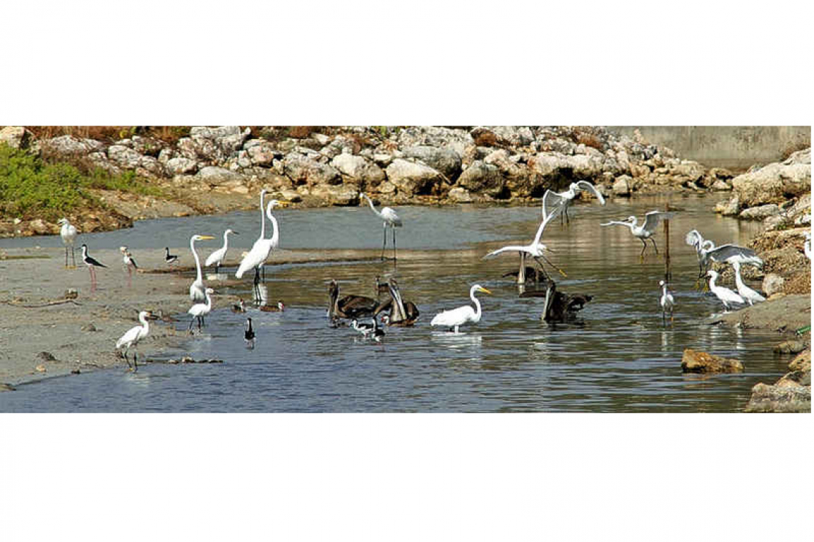 World Wetlands Day Bird count  shows Road Pond has most birds