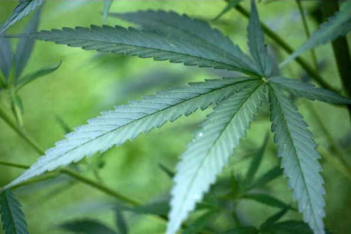 Campaigners seek changes  to new cannabis legislation