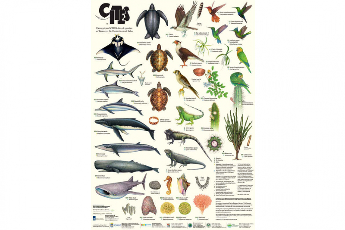Informational material on protected  species in Caribbean Netherlands