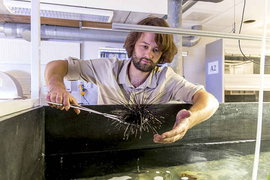 Tropical sea urchins move from  marine lab to Rotterdam Zoo