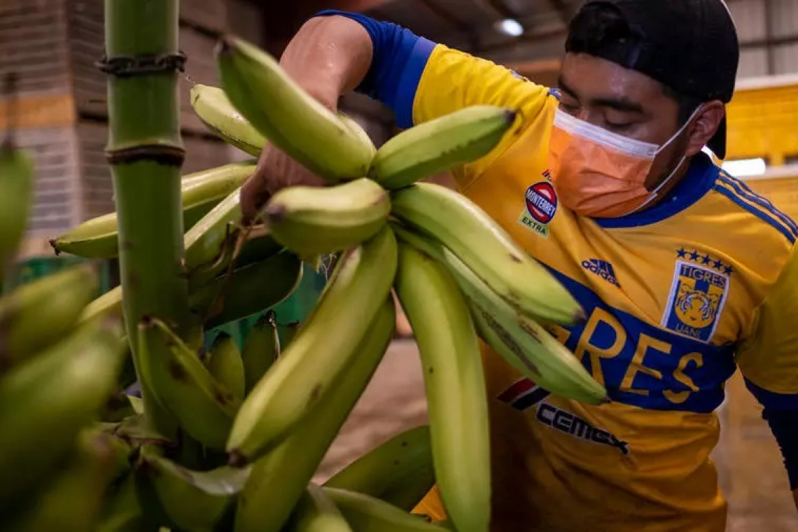 Puerto Rico welcomes Mexicans  as locals opt for pandemic aid