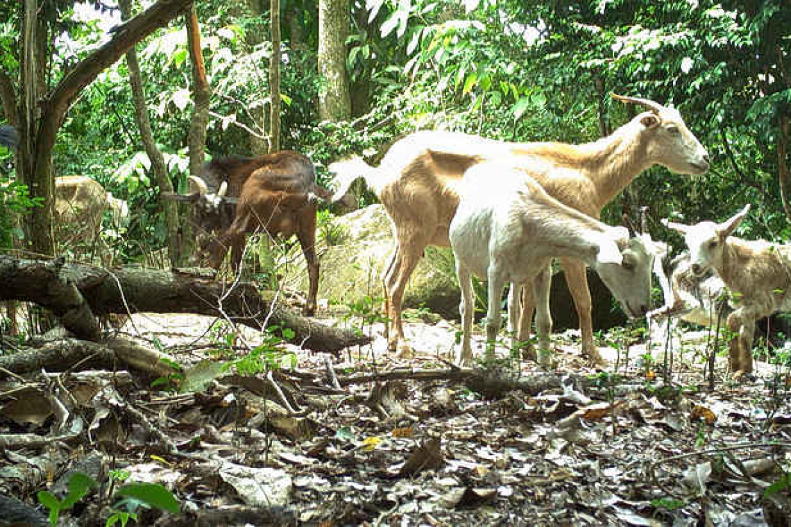 Goat control project awaits  the necessary equipment