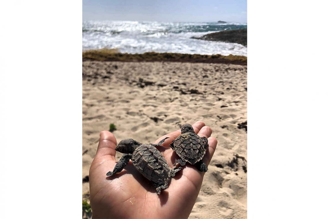 2 dead sea turtle hatchlings found,  may be sign of off-season nesting