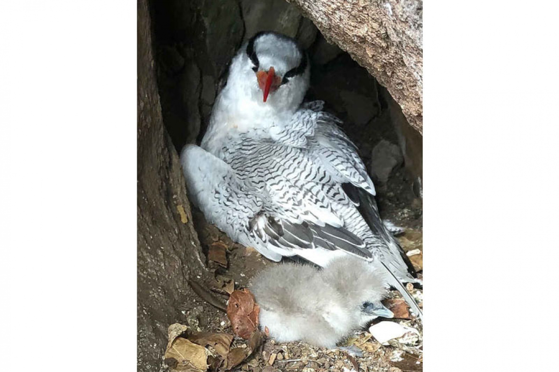 Science Café on track  to monitor tropicbirds