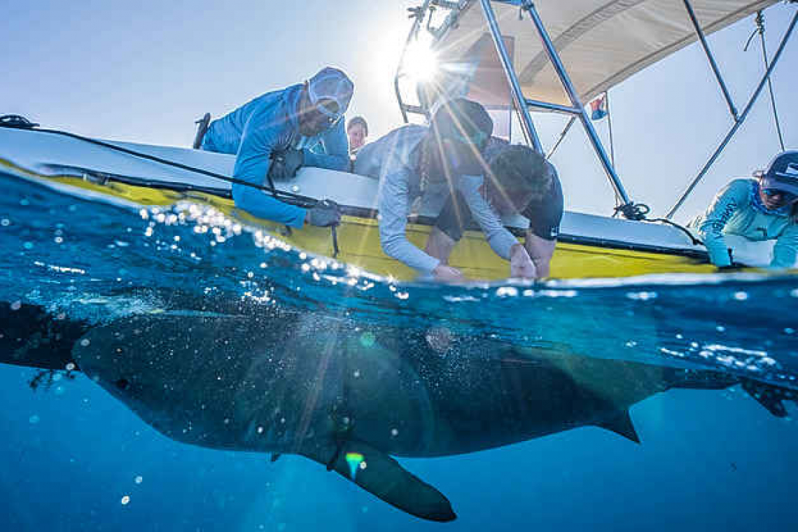 Scientists tag sharks  in St. Maarten waters