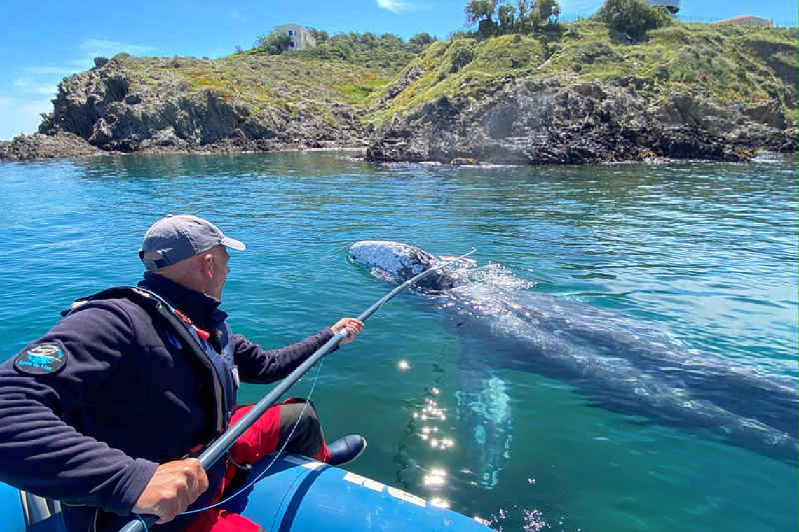 Lost in the Mediterranean, a starving grey whale must find way home soon