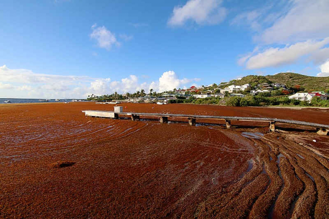 Alarming increase in Sargassum  weed prompts State intervention
