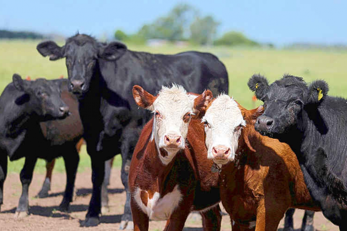 Latin America to defend beef production at UN