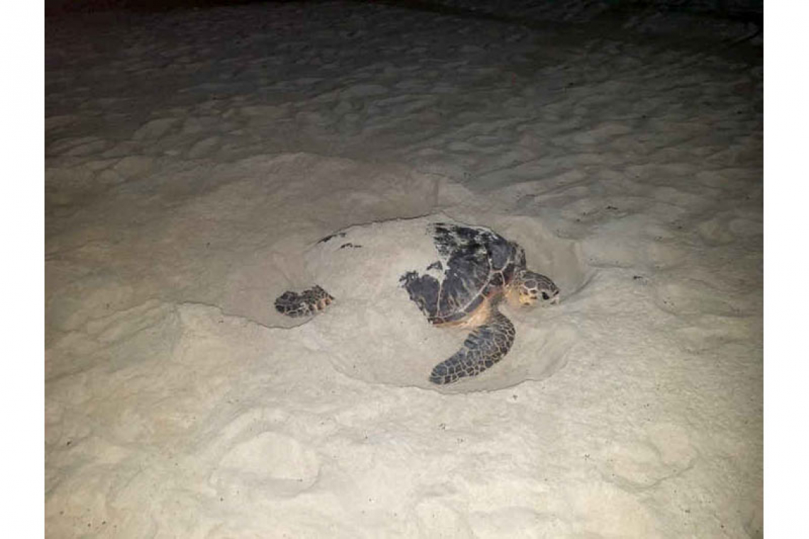 Sea turtle laid several  eggs on Dawn Beach