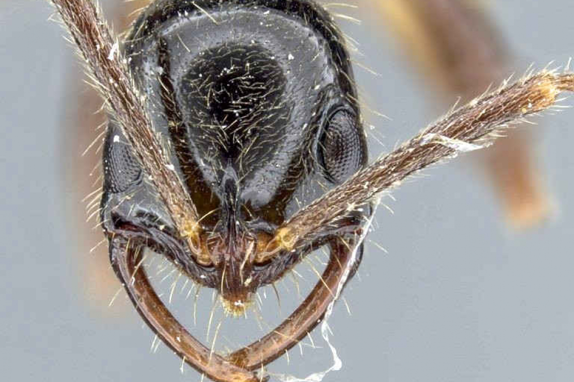Researchers discover  40 ant species in Saba
